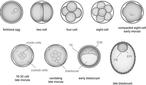 Early Embryo Development