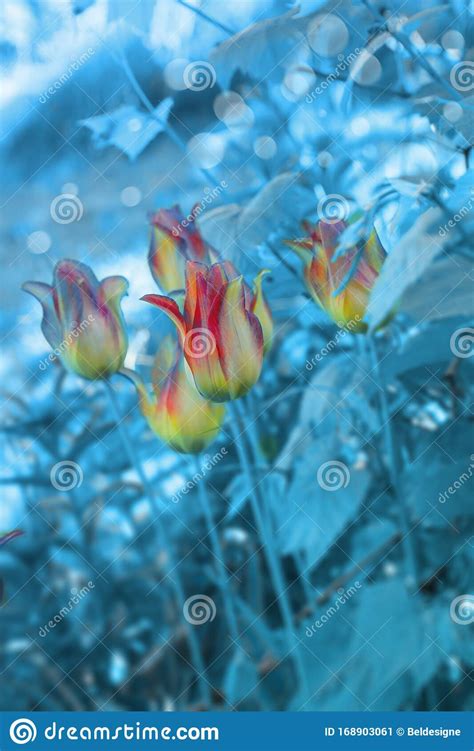 Hermosos Tulipanes Rojos En La Naturaleza Al Atardecer Macro De Cierre En Colores Amarillos Y ...