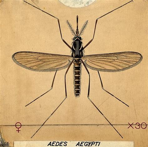 Mosquito drawing, Mosquito, Insect art