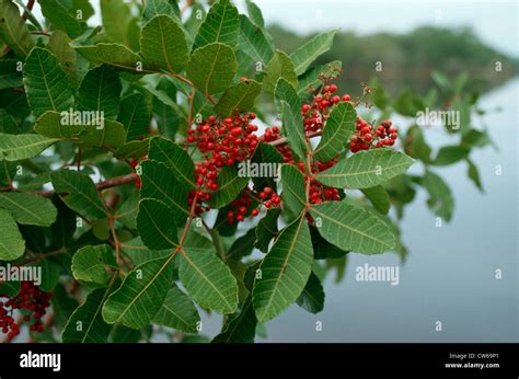 Brazilian pepper tree (Schinus terebinthifolius), in mangrove, Florida ...