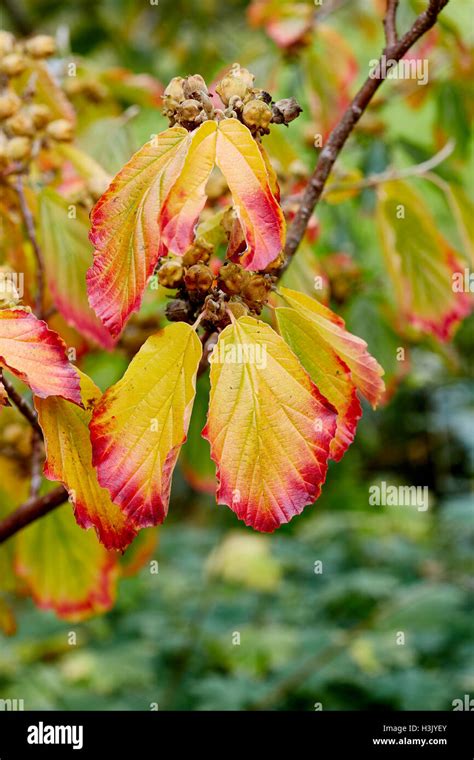 Witch hazel tree showing autumn color in its leaves with its fruit Stock Photo - Alamy