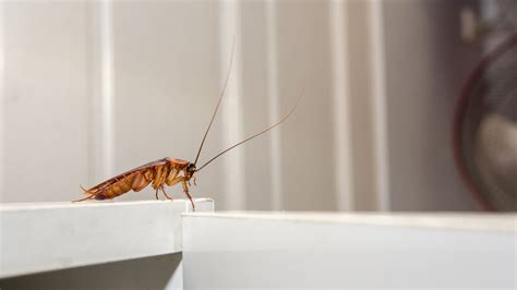 How to Prevent Pests in Kitchen - Drive-Bye Pest Exterminators