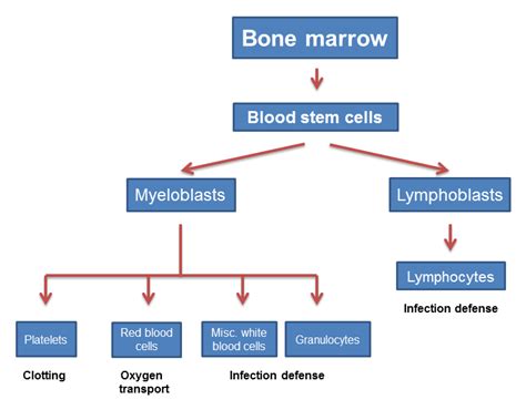 Blood malignancy