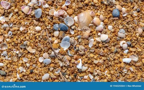 Sea Shells on a Golden Sandy Beach Stock Photo - Image of natural ...