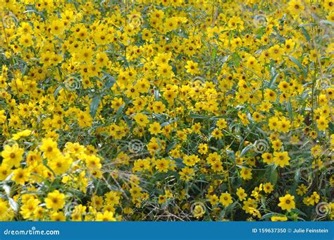 Beggarticks Flowers stock photo. Image of burr, flowers - 159637350