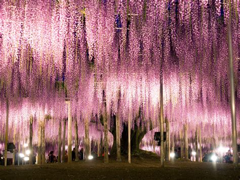 Ashikaga Flower Park Wikipedia | Best Flower Site