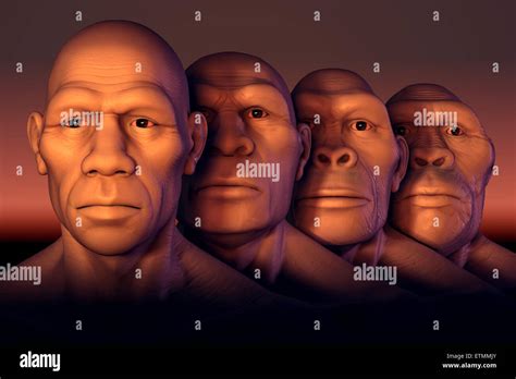 Conceptual image showing four stages of human evolution ...