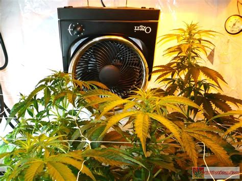 Jack Herer Grow Journal - How To Grow Weed Indoors