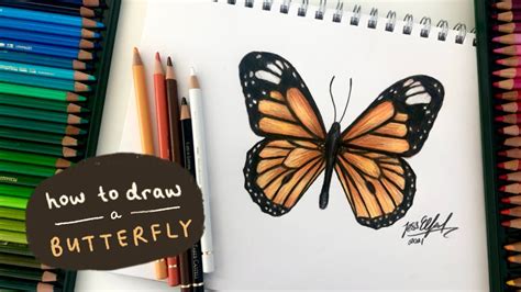 HOW TO DRAW A MONARCH BUTTERFLY (EASY) | drawing insects with coloured ...