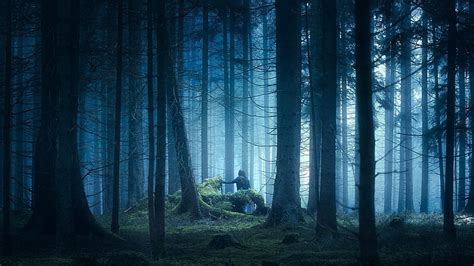 HD wallpaper: forest, nature, woodland, twilight, tree, spruce fir forest | Wallpaper Flare