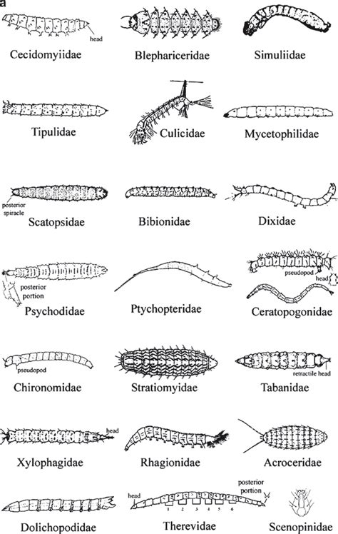 6 (a) Larval morphology of the different Diptera families (adapted from... | Download Scientific ...