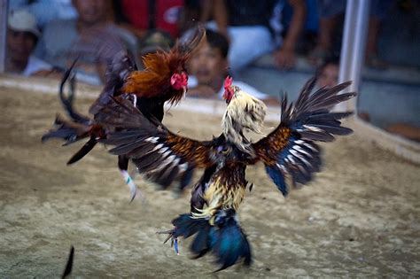 WATCH: A Look into the Pinoy Game of "Sabong" - When In Manila