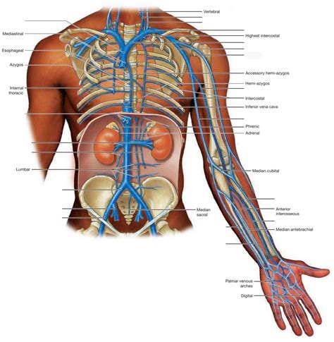 Veins of the Chest and Upper Extremeties Diagram | Quizlet