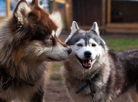 8 Types of Husky Dog Breeds (With Pictures) | Hepper