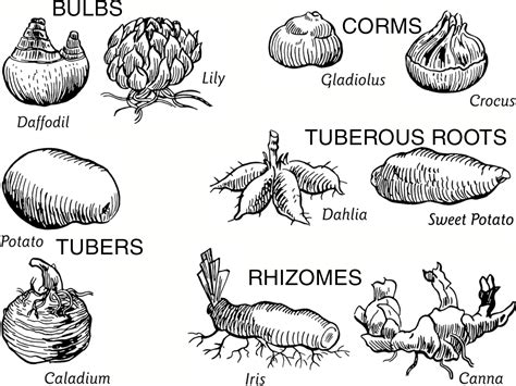 Explained - What Are Bulbs, Tubers, Rhizomes, and Corms? - Article onThursd