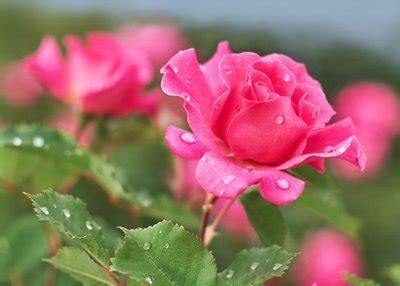 Brimsmore Gardens Roses | Garden Centre Guide