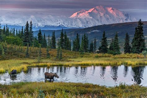 Alaska Wildlife Photography - Jeff Schultz