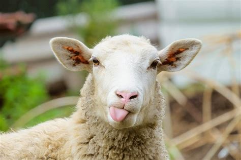 6 Fun Facts About Sheep You Might Not Know - Modern Farmer