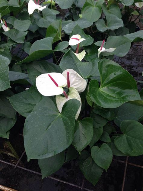 Anthurium 'White Heart' | PlantVine