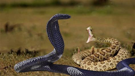 Snake Indigo Attack And Swallow Rattlesnake - Indigo Vs Rattlesnake Best Attack Animals - YouTube