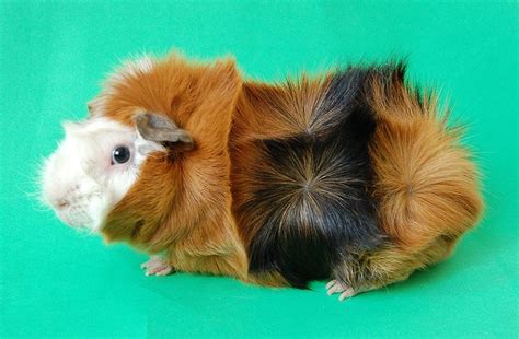 Breeds - Guinea Pig Care Online