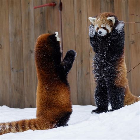 Hands Up ! | Red panda cute, Cute animals, Cute baby animals