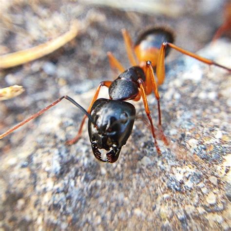 Artist Unknown - Australian bull ant guarding the nest 🐜