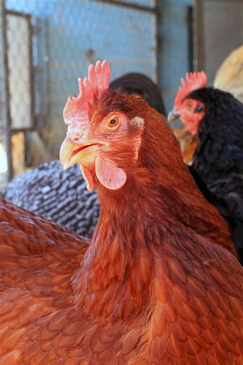 Rhode Island Red Chickens - Read Before Buying