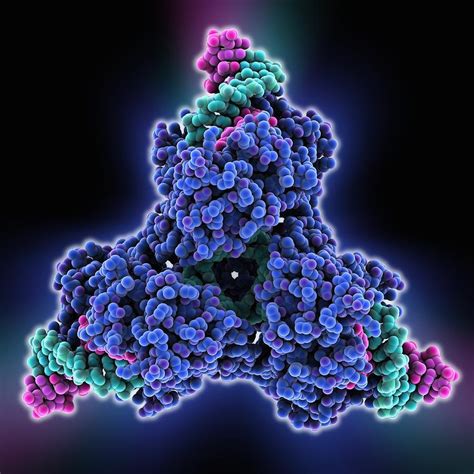 Cre-Lox recombination, molecular model Photograph by Science Photo Library - Fine Art America