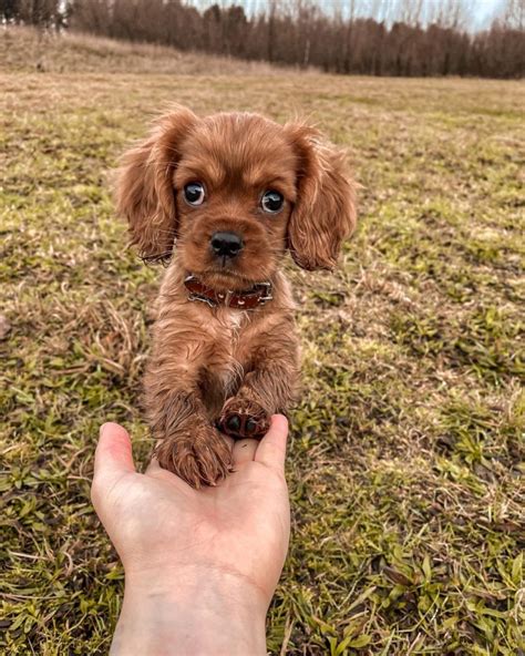 Teacup Cavalier King Charles Spaniel: The Ultimate Guide