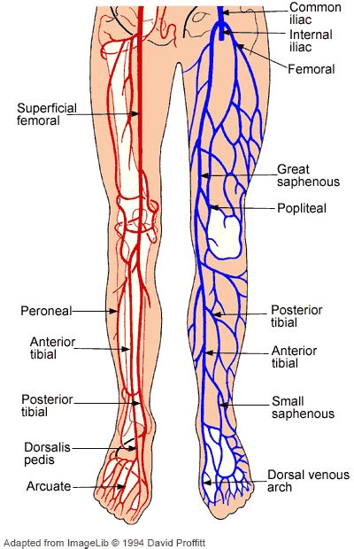 Arteries In Legs Anatomy - ANATOMY