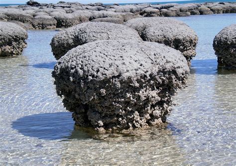 Stromatolites – fossils of earliest life on Earth – may owe existence to viruses | UNSW Newsroom