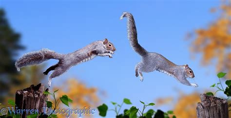 Grey Squirrels chasing photo WP13873