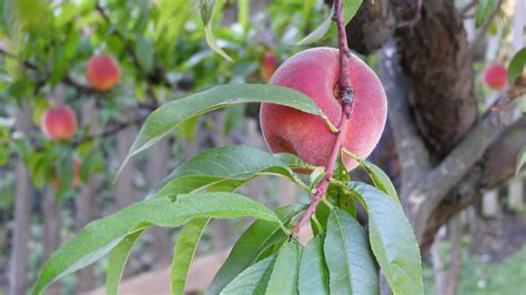 It's Officially Stone Fruit Season! - Serving Agriculture Since 1907