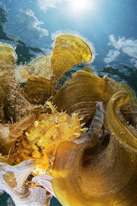 Sargassum Fish In Seaweed Photograph by Scubazoo/science Photo Library - Pixels