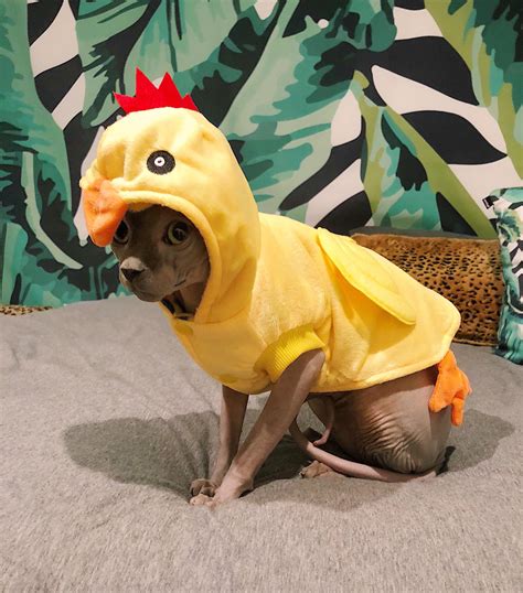 My friend's cat, Nugget, dressed as a chicken (nugget) : r/aww