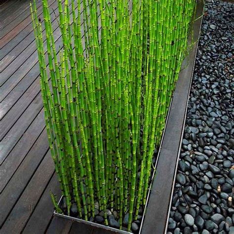 Rare Mini Black Moso-Bamboo Tree Seeds Plants Decor Indoor Home Garden | Bamboo Seeds Shop