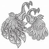 Printable Peacock Coloring Pages sketch template