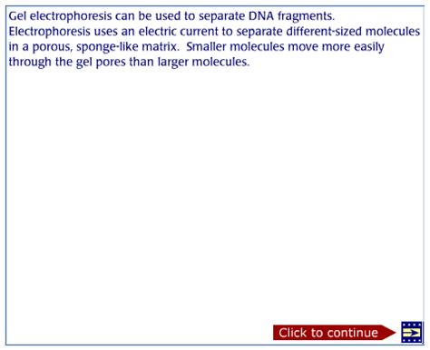 Gel Electrophoresis Principles and Applications – Plant Breeding and Genomics