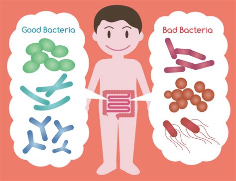 Prebiotics 101: Kid’s Edition - The Mother List