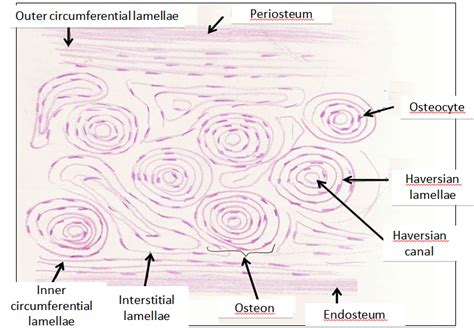 Cartilage and Bone Tissues