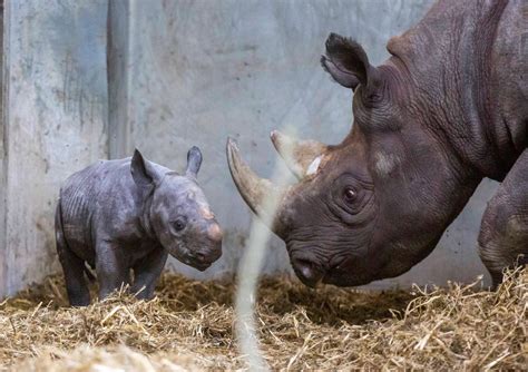 Adorable Photos Show Critically Endangered Baby Eastern Black Rhino Born to Mom at British Zoo ...