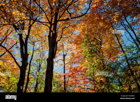 Fall foliage festival in Quebec Stock Photo - Alamy