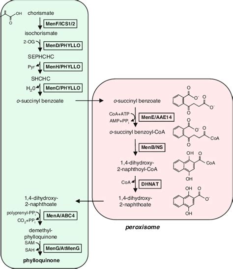 2 Compartmentalisation of phylloquinone biosynthesis between ...