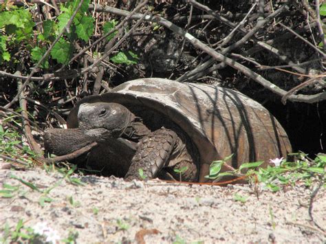 Gopher Tortoise emerging from burrow | 'Grandpa' on the move… | Flickr