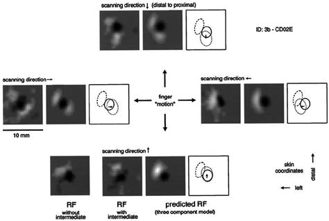 RFs in four scanning directions and model predictions. The neuron is... | Download Scientific ...