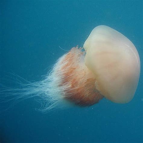 Nomura's Jellyfish