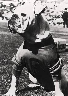 Uga (mascot) - Wikipedia