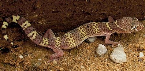 Texas Banded Gecko Facts and Pictures