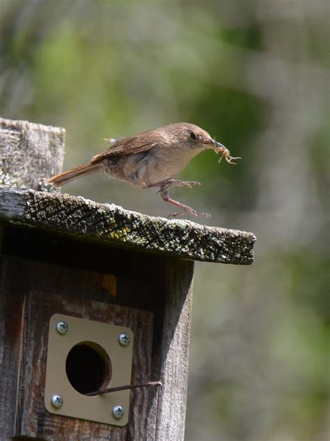 Wrens feeding babies – Our Habitat Garden